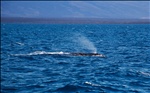 Fin Whale - near Elizabeth Bay - Isabela Island - Galapagos Islands